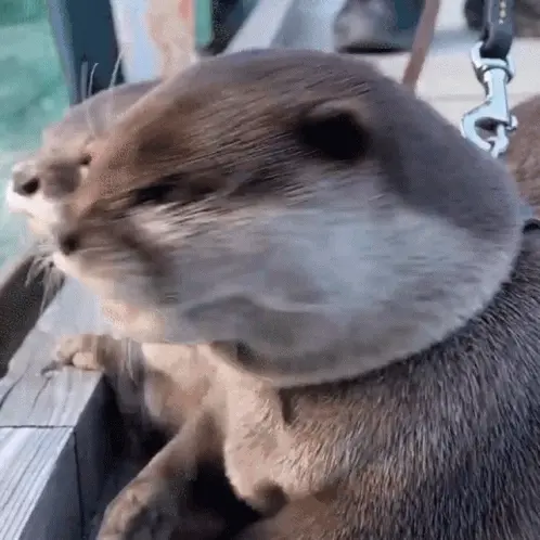 Animated image of a shocked otter